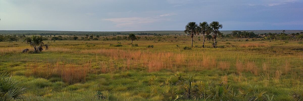 Peatlands in Cerrado