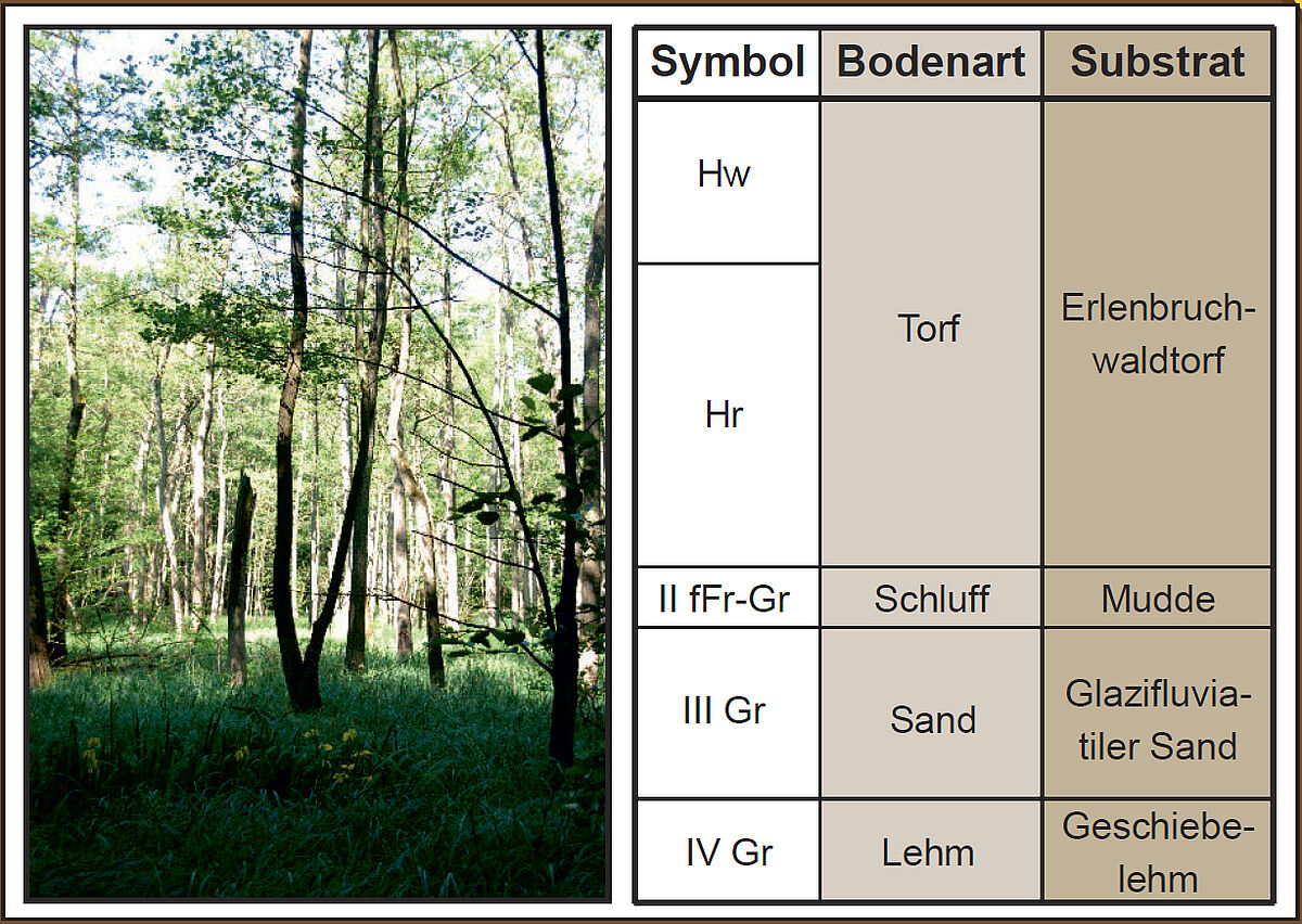 Schauen Sie auf die Baumartenzusammensetzung. Im Zentrum des Niedermoores befinden sich Erlen, am Rande Eschen und etwas oberhalb des Ufers wachsen Hainbuche, Ahorn, Eiche und Buche. Dies verdeutlicht die Anpassung der Baumarten an Nässe. 